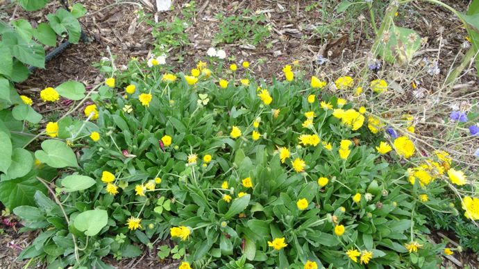 Calendula ‘Cheers’ Yellow, classé parmi les rampants. Il s’est montré très «résistant» au mildiou